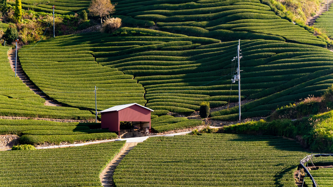 Matcha 2026: Still a Hype or Here to Stay?